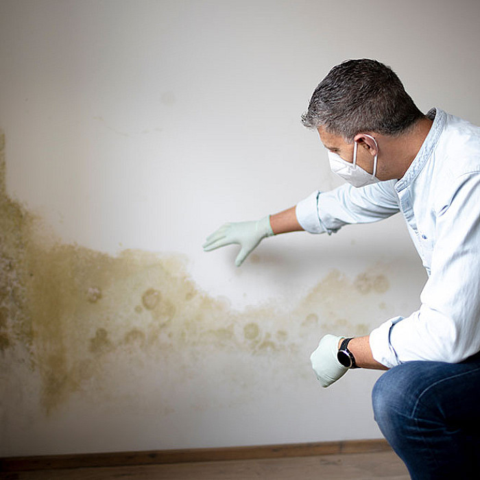 Diagnostic, murs, moisissures, champignons, mérules, produits, traitements