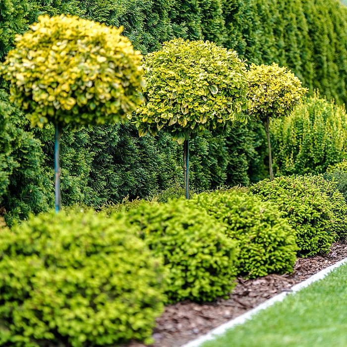 Plantations, plantation de jardin, jardinier, paysagiste, aménagement extérieur, arbres, arbustes,
                  plantes, plantation professionnelle, entretien de plantation, conifères, plantes grimpantes, plantes
                  saisonnières, aménagement de jardin, biodiversité, conseil en plantation