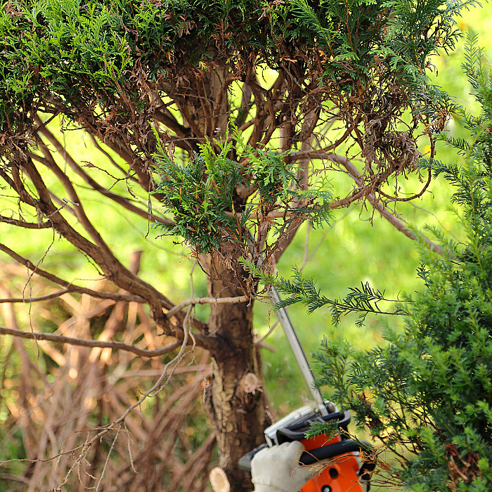 Abattage, arbre, entretien jardin, élagueur, élagage, haies, arbustes