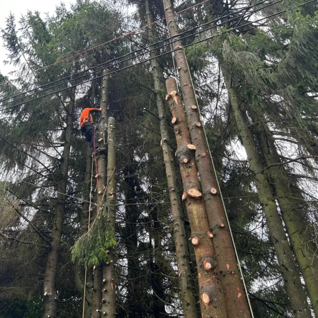 arboriste grimpeur, entretien de jardin, gyrobroyage, travaux forestiers, abattage, débardage, aménagement extérieur, Malmedy, Jalhay, Verviers, province de Liège
