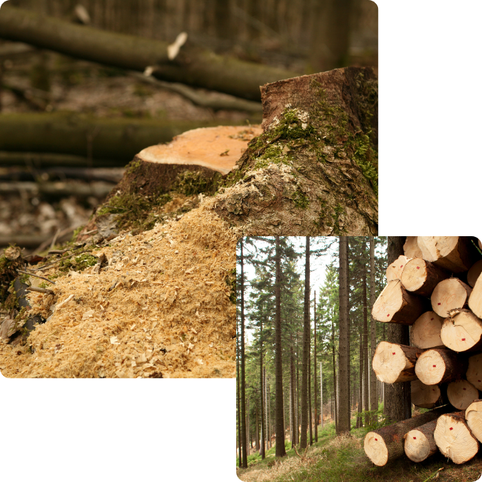 Abattage, arbre, branche, camion, grue, forêt, découpeuse