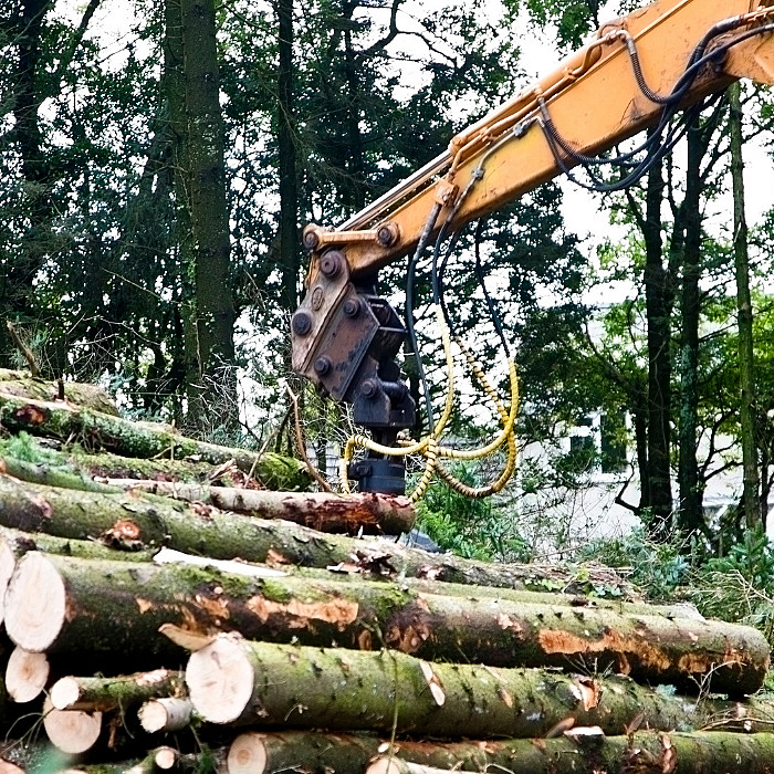 Abattage, arbre, manutention, bois, forestier, scierie