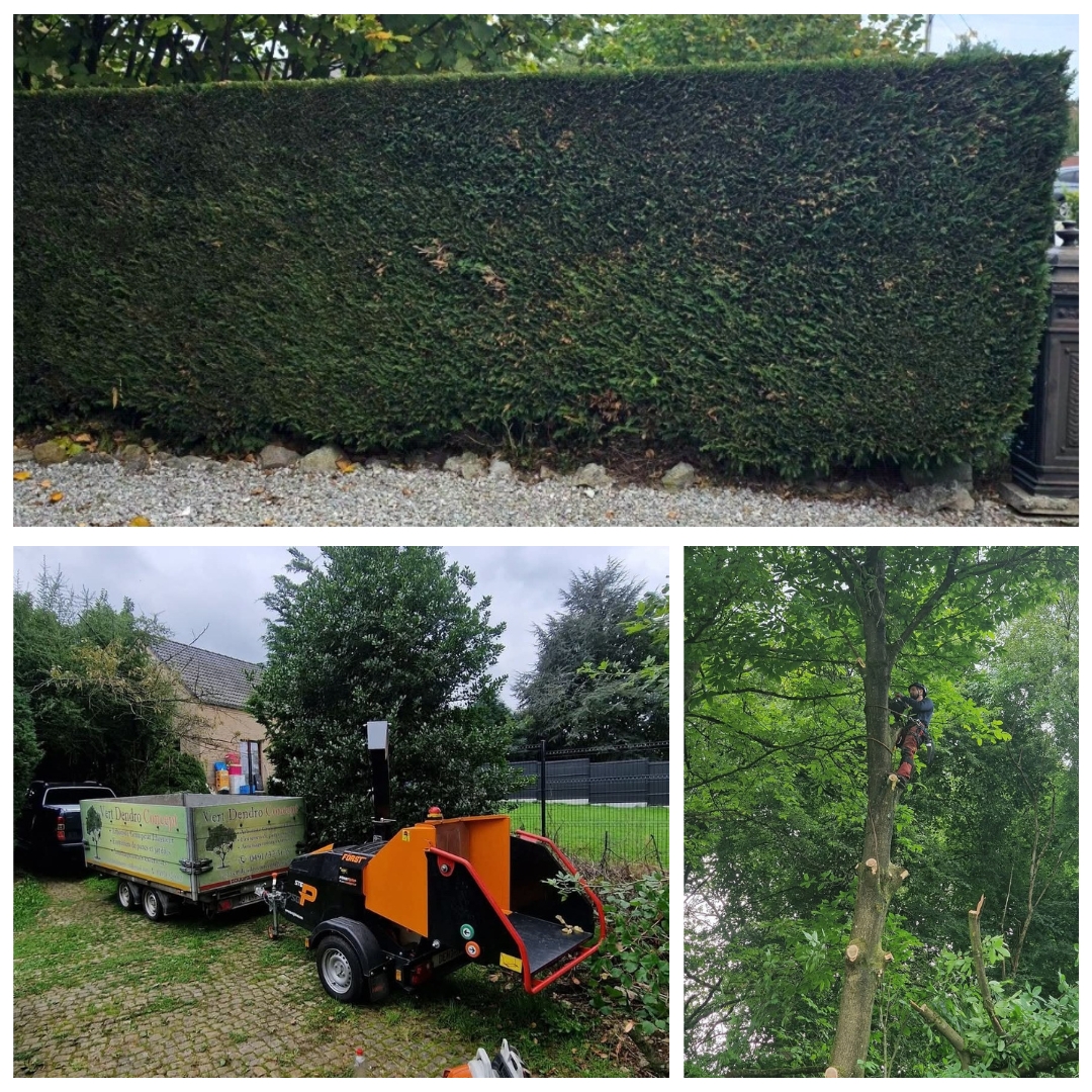 jardinerie, élagage, jardinage, entretien de jardin, élagueur, grimpeur, paysagiste, tonte pelouse, taille haie, coupe