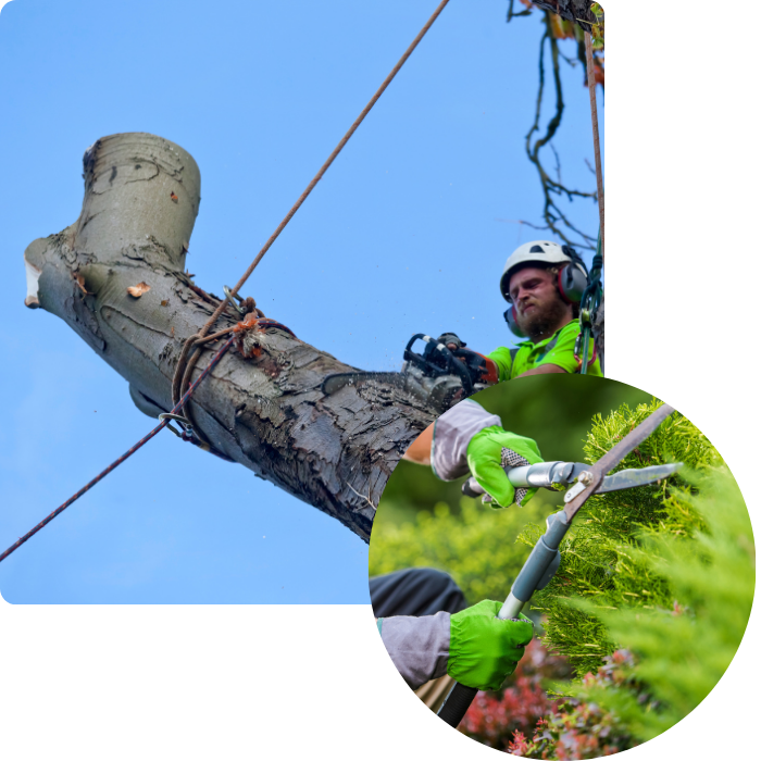 élagage, abattage, arbre, haie, arbustes, plantations, branhce, feuilles, nettoyage