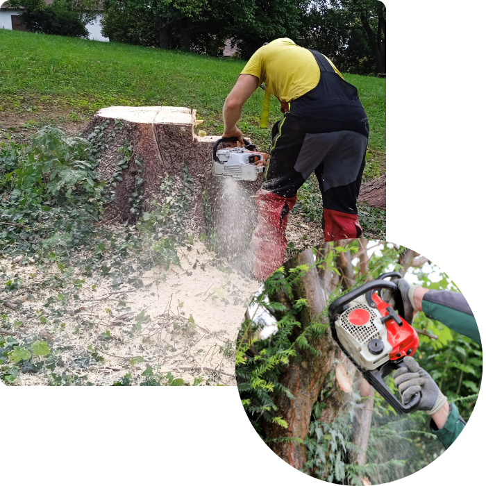 Abattage, arbre, branche, coupe, taille, tronc, entretien, jardin, espaces verts