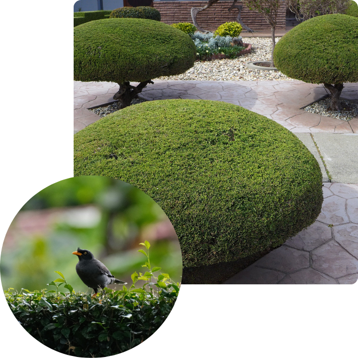 Tailles, haies, espaces verts propres, fleurs, plantes, massifs, feuilles mortes, ramassage