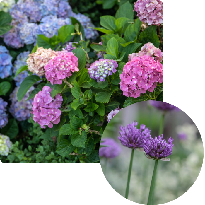 Plantes, platations, plantes vivaces, fleurs, massifs de fleurs, parterre