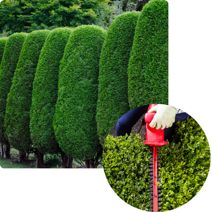 haies, arbustes, taille, élagage, jardin, buisson, dégagement