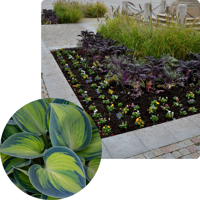 Végétaux, verdures, jardin fleuri, jardinier, paysagiste, terre