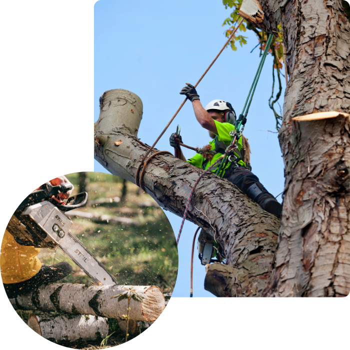 abattage, élagage, élagueur, grimpeur, coupe, hauteur, haubanage