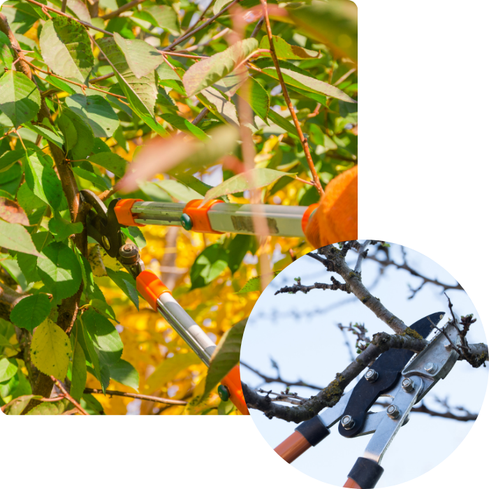 taille hiver, taille été, soi, régulier, végétaux, arbres, arbustes, feuilles, tronc, haies