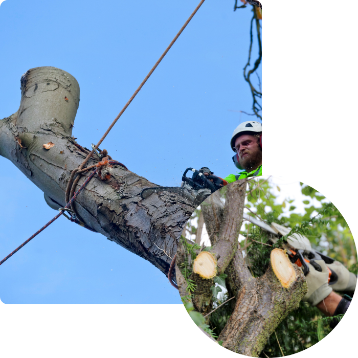 stabilisation, terrain, rétention, corde, inclinaison, zone diffcile, abattage dangereux