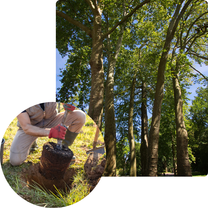 plantation, arbres, plantes, nouvelle plantation, emplacement, sol, stabilisation