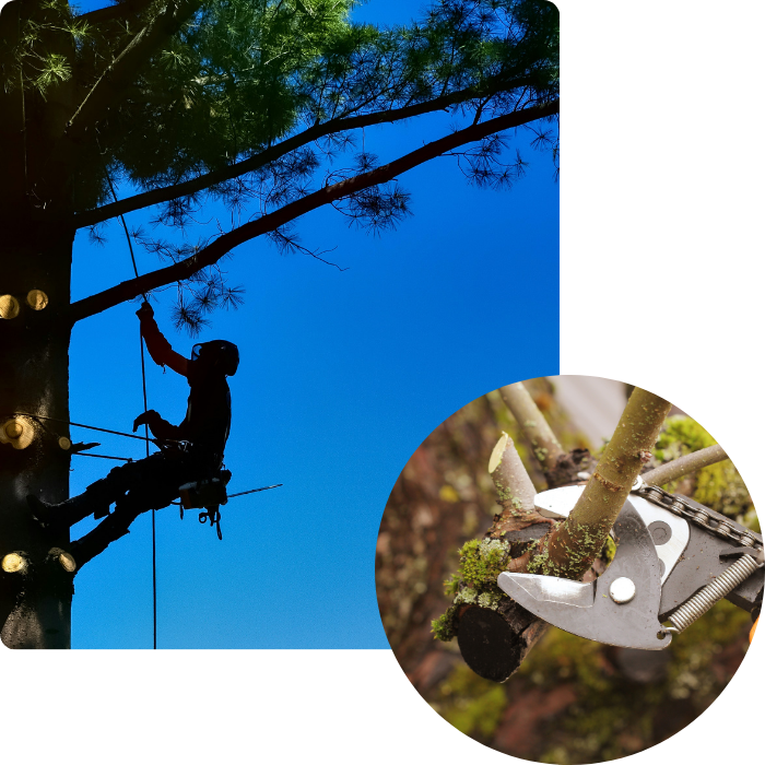 Végétaux, harnais, travail hauteur, branche, taille douce, soin, conseils, plantation, plantes