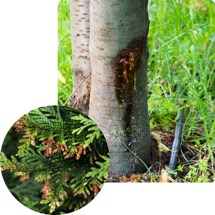 plante, maladie, soin, traitements, végétaux, abres, arbustes, haies, plantations