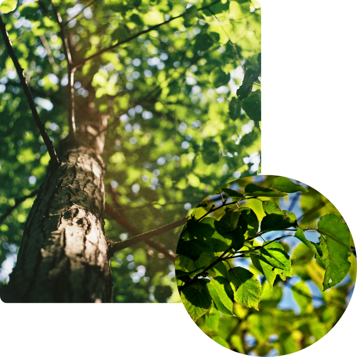 Diagnostics, arbres, conseils, entretien, soin, état de santé, analyse, végétale