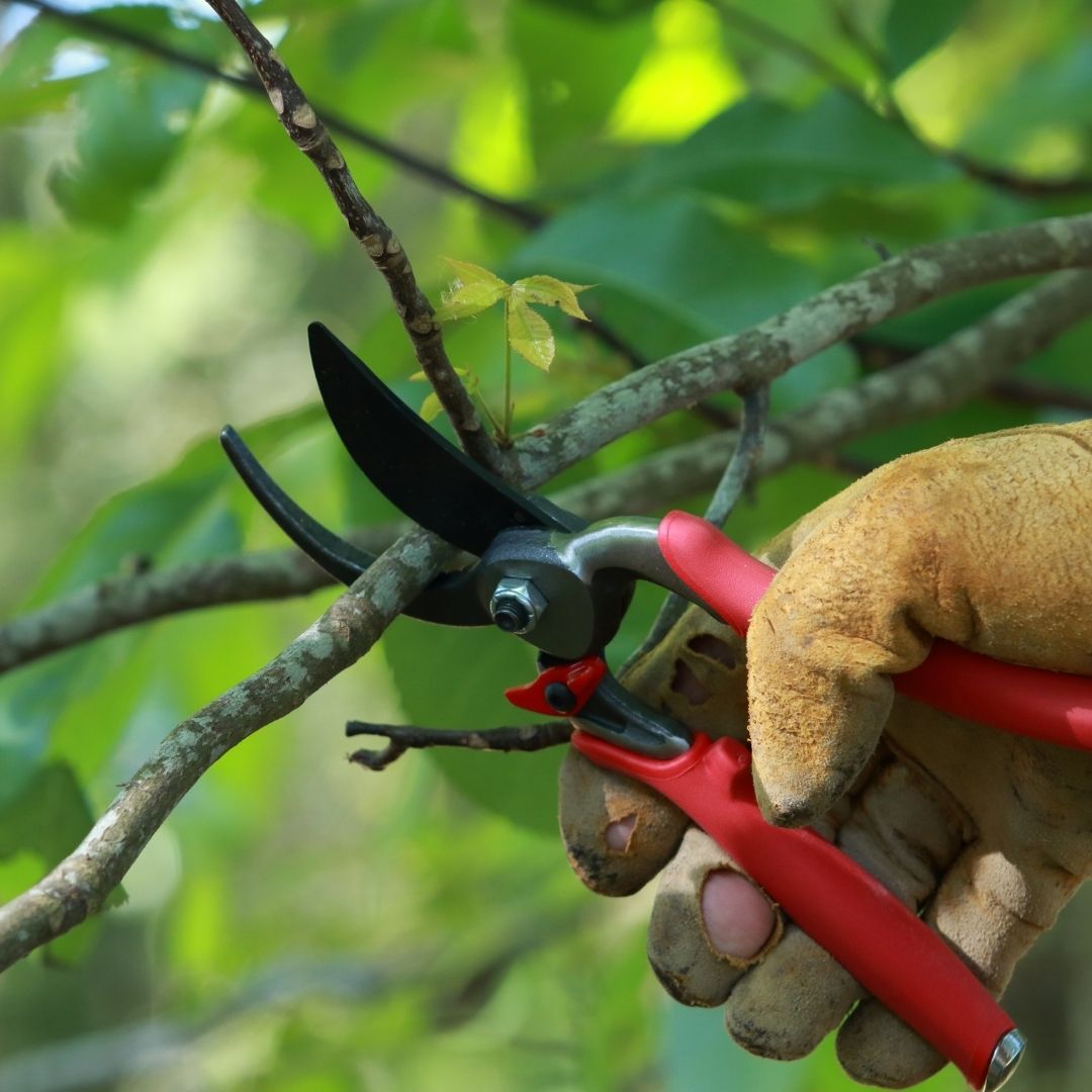 abattage arbre Theux sécurisé, élagage arbres dangereux Spa, entretien jardin Pepinster tonte, aménagement paysager Theux terrasse, taille haies région verviétoise, débroussaillage terrain Theux, pose clôture bois Spa, pavage allée jardin Pepinster, évacuation déchets verts Theux, nettoyage parterre Spa entretien, espaces verts Theux aménagement, abattage arbre dangereux Pepinster, création parterres Theux jardin, pose bordures Spa aménagement, dégagement terrain verviétois, clôture occultante Theux installation, tonte pelouse régulière Pepinster, élagage taille arbres Spa, parking extérieur pavé Theux, entretien espaces verts Liège Theux