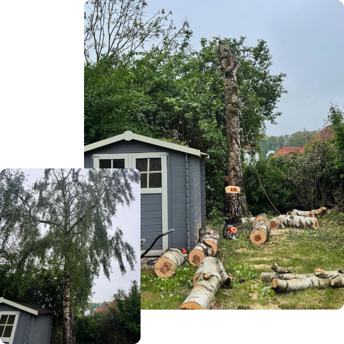 Abattage, élagage, arbre, arbuste, entretien, rétention, coupe sécurisée