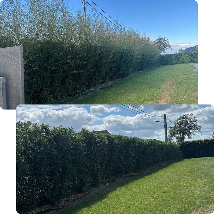 taille, arbustes, haies, coupe, découpé, taille haie, entretien, nettoyage, sculpture