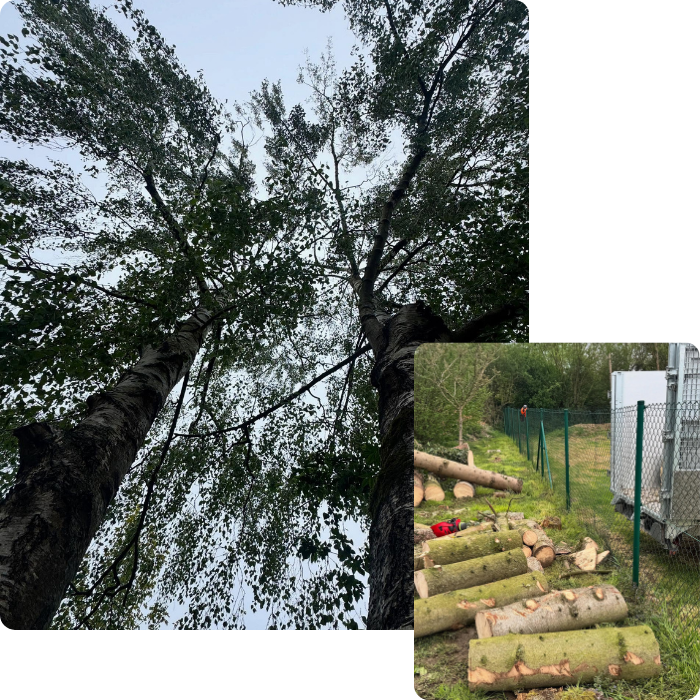 travaux d'élagage, élagueur, travail en hauteur, jardinier élagueur, coupe, bois, tronc