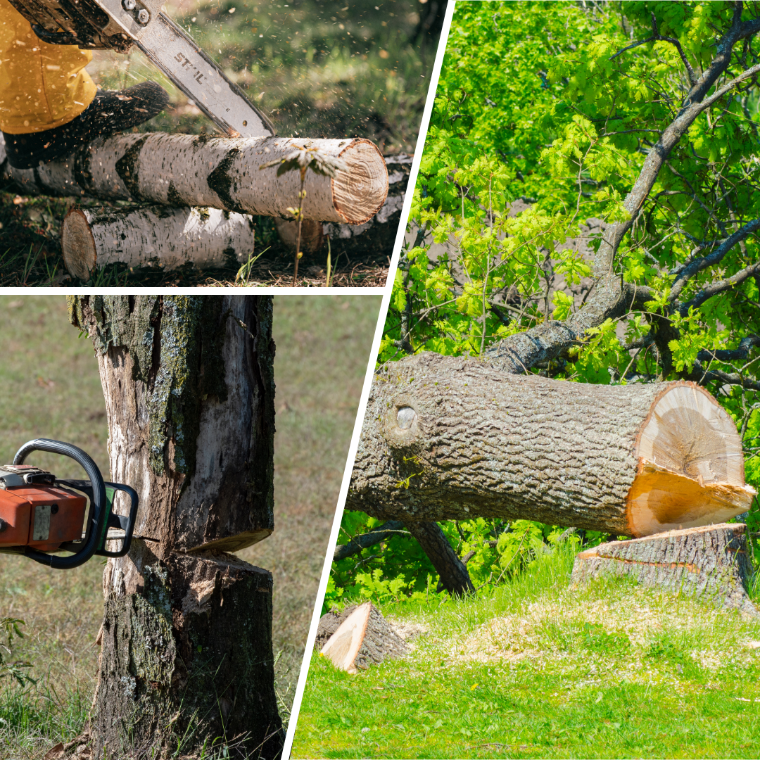 Abattage, élagage, arbres