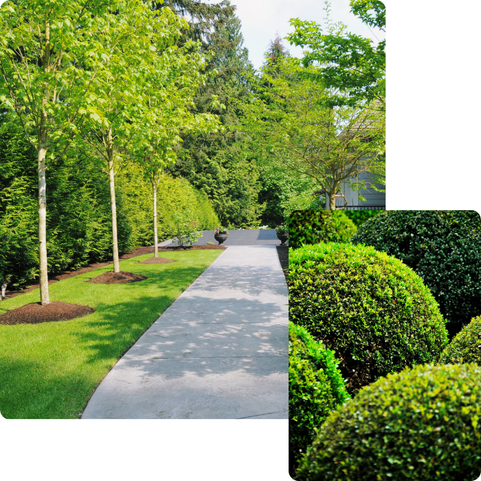 terrain, terrassmeent, terrasse, pavage, plantations, parterre, fleurs, terre, terreau