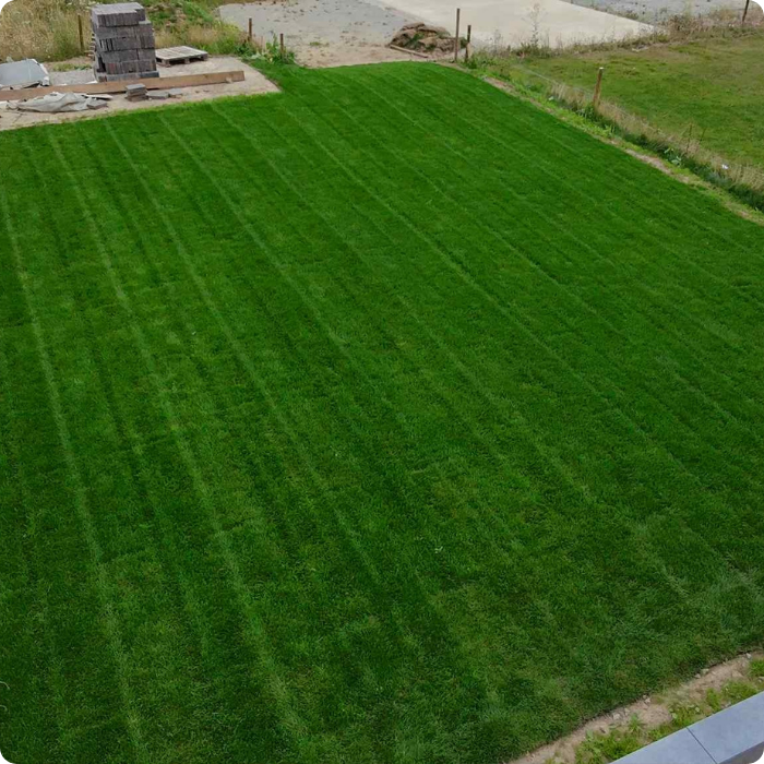 Pelouse, installation, nouvelle pelouse, germe, arrosage