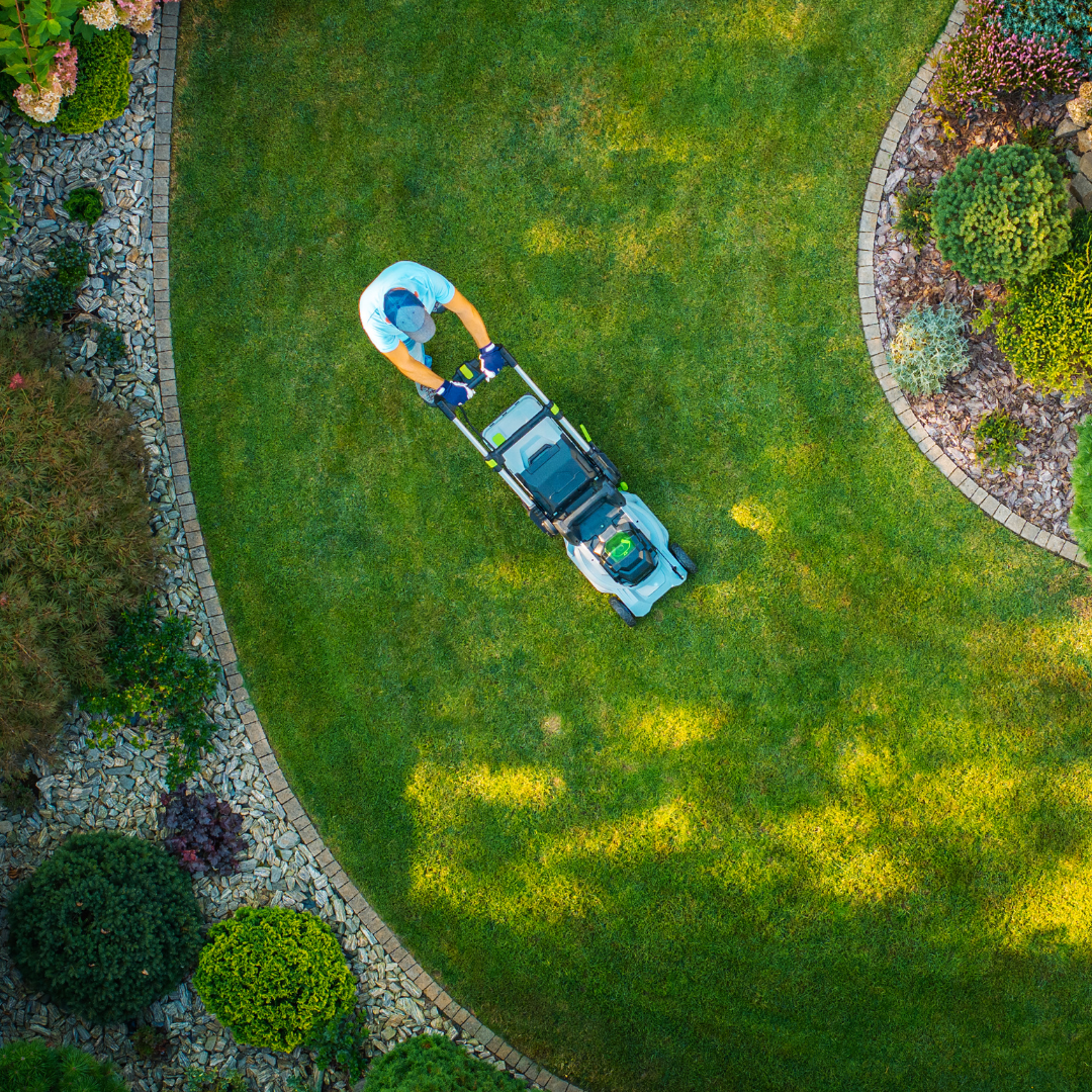 entretien de jardin, végétaux, tailles