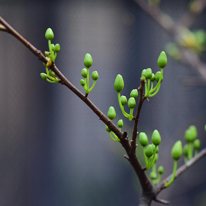 santé, pousse, bourgeon, fleurs, phytosanitaire, arbre fruitier, jardin, plantation, pelouse