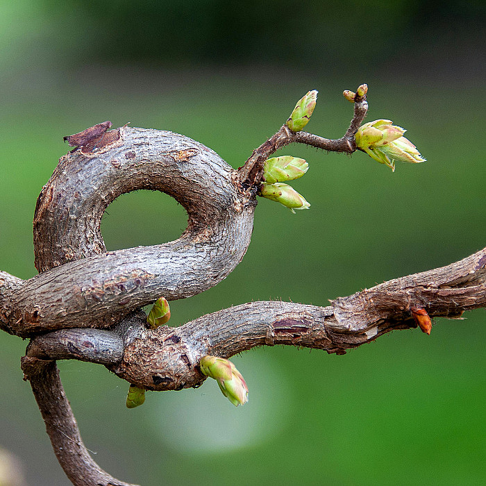 jardin, espaces verts, verdures, aménagement extérieur, terrassement, fleurs, massifs, pavage