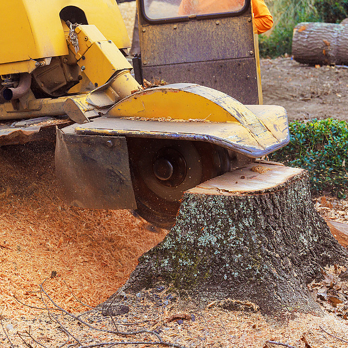 Déssouchage, coupe, découpe, bois, branche, nouvelles plantations, plantes