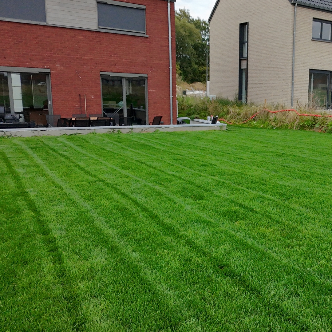 Pelouse, installation, nouvelle pelouse, germe, arrosage