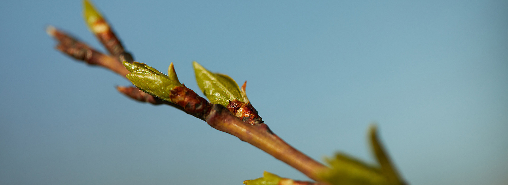 Jardinier, paysagiste, jardin, espaces verts