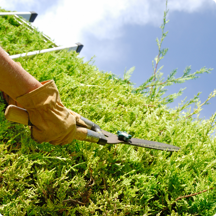 Verdure, taille, haies, arbustes, jardin