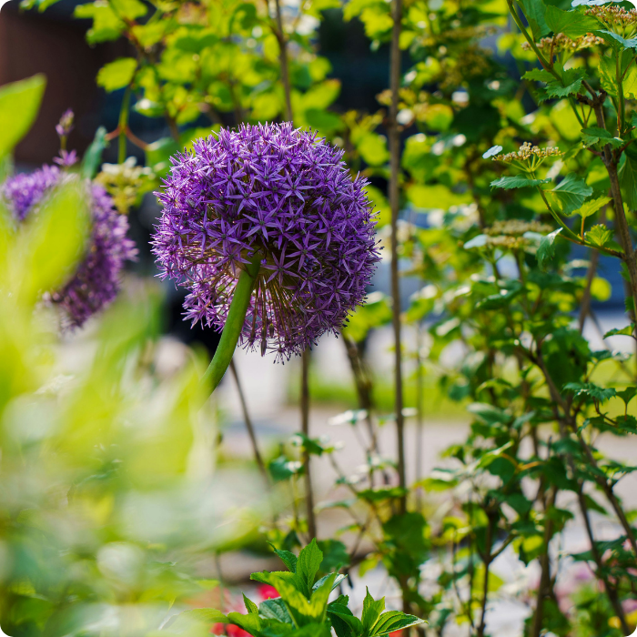 Masifs floraux, fleurs, plantations, plantes