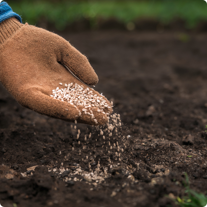 Semis de graine, graine pelouse, herbe, nouvelle pelouse