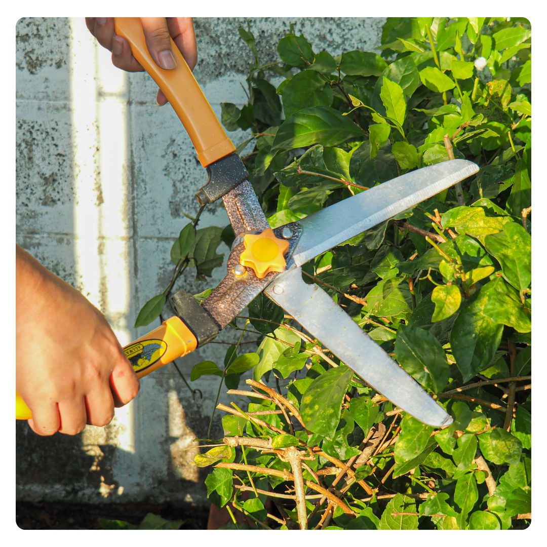 coupe d’arbre, extérieur, abattage d’arbre