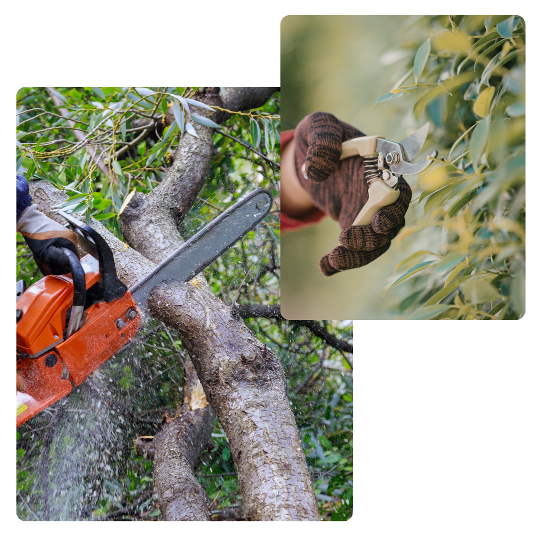 élagage d’arbres, taille de haie, abattage d’arbre