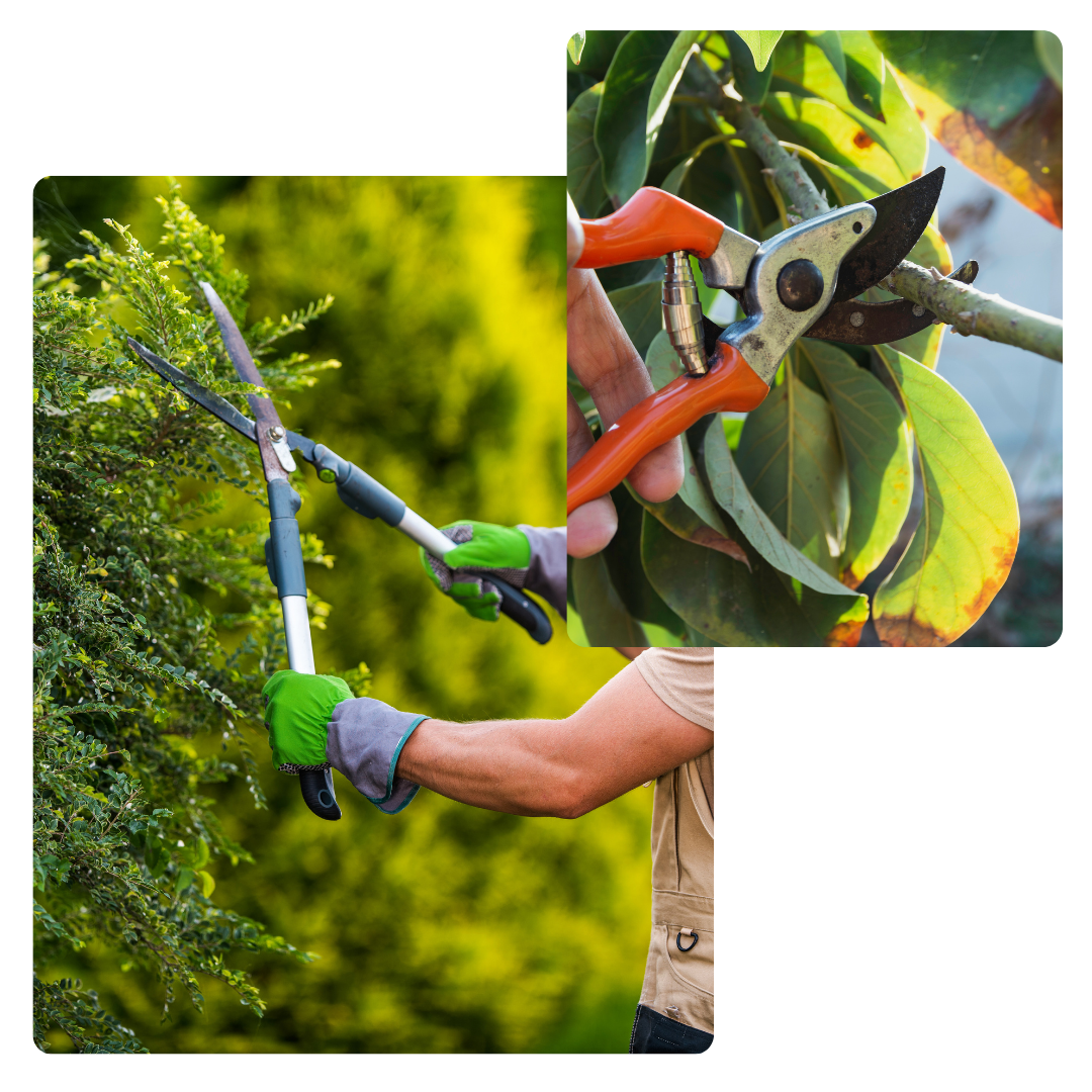 extérieur, élagage, jardin