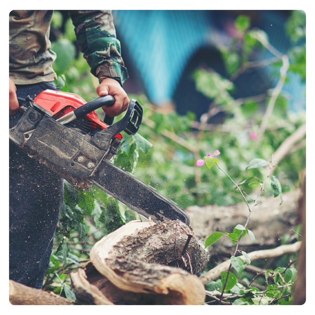 abatage, souches, jardin