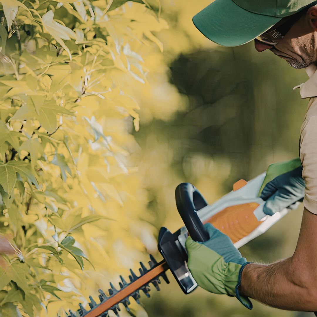 Taille, abattage, élagage, haies, arbustes