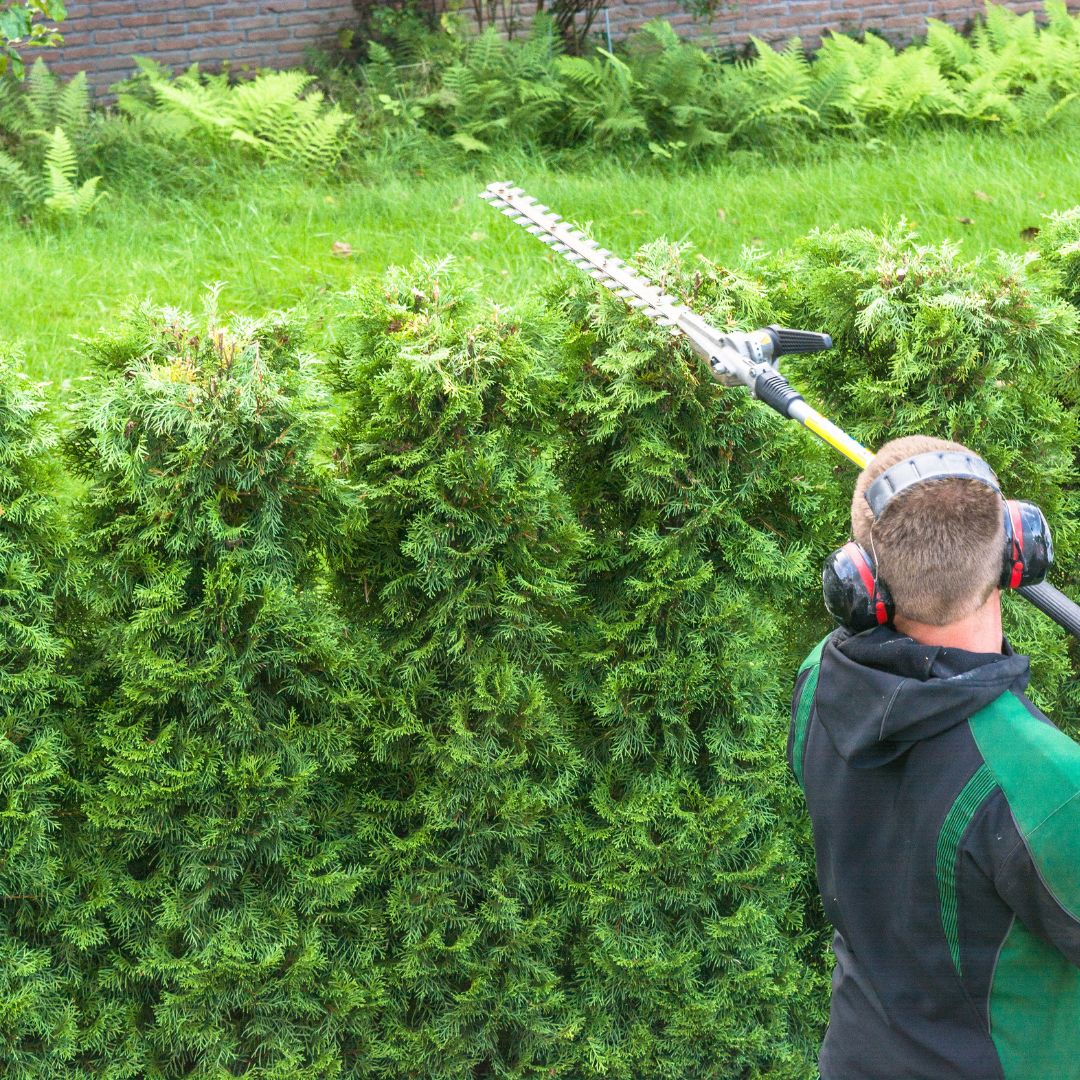 Branches, arbres, rétention, coupe, rognage, vieux bois, santé