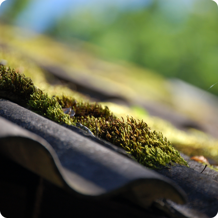 Mousse, toiture, couverture, tuiles, nettoyeurs