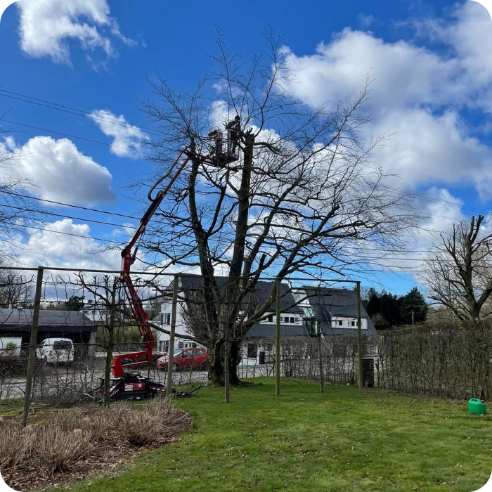 Abattage, arbres, élagage, branches, nettoyage, entretien, arbuste