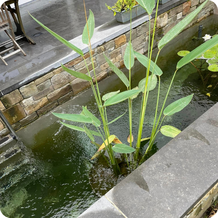 bassins, piscines naturelles, plantes, aménagement, création, conception