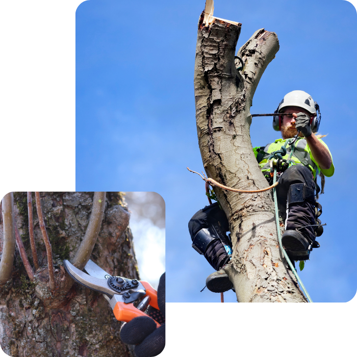 Soins, haies, arbres, arbustes, plantations, plantes, parterre, extérieur, espace vert