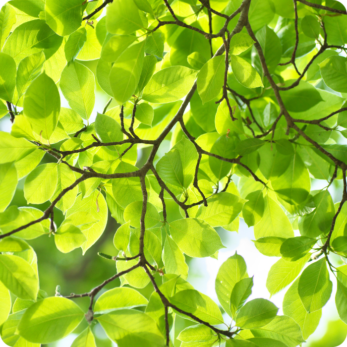Sois, arbustes, environnement, verdures, jardin, matériel