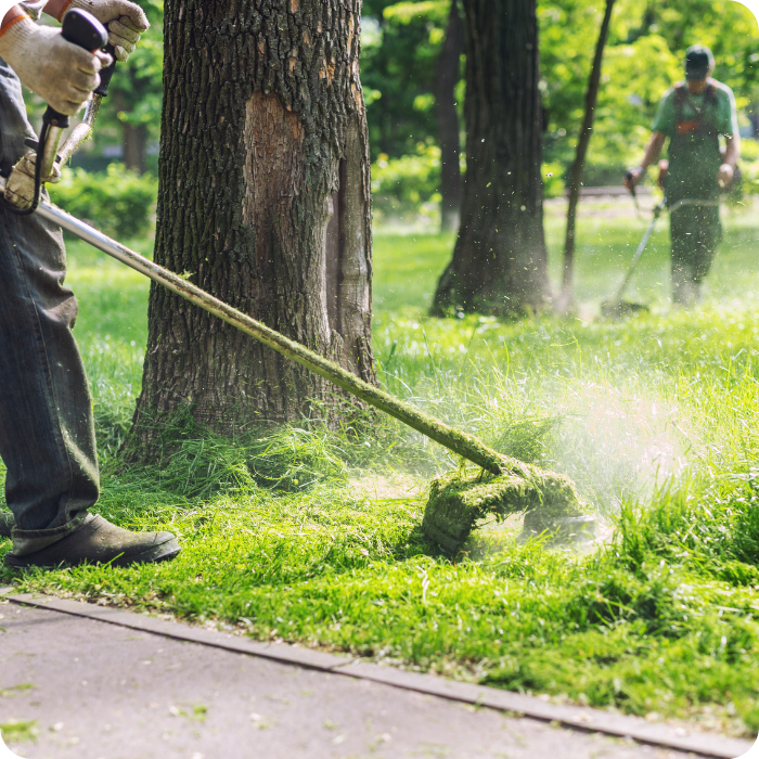 Entretien jardin, débroussailleuse, tonte, pelouse, haie, arbuste