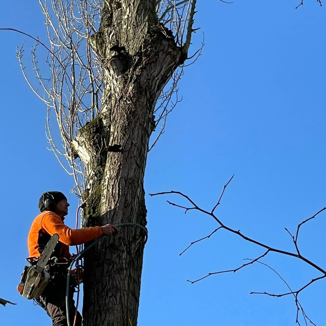 abattage, broyage, dessouchage