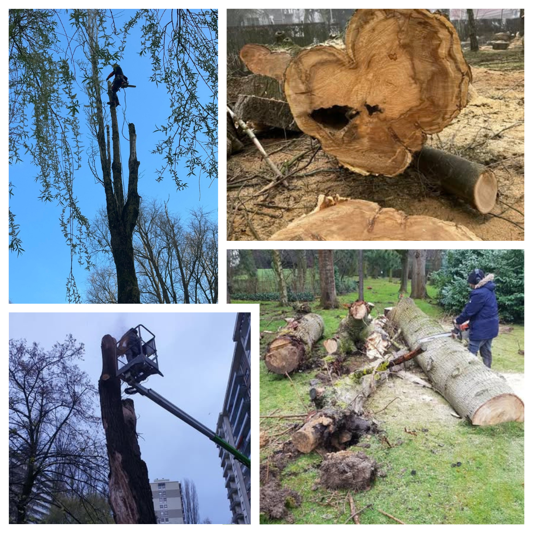 évacuation des déchets verts, entretien, désherbage